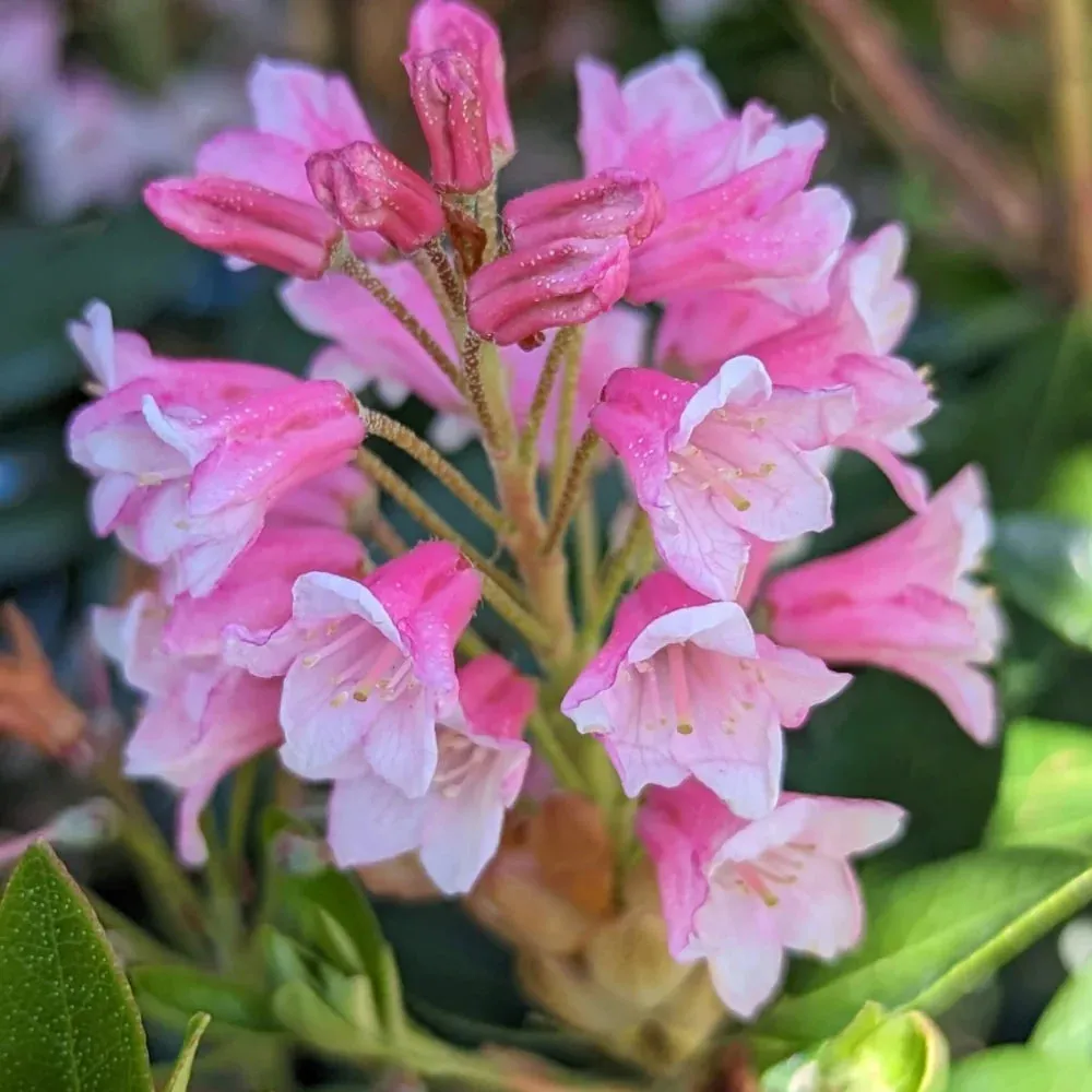 Bloombux® Magenta Rhododendron