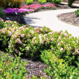 Bloombux® Magenta Rhododendron