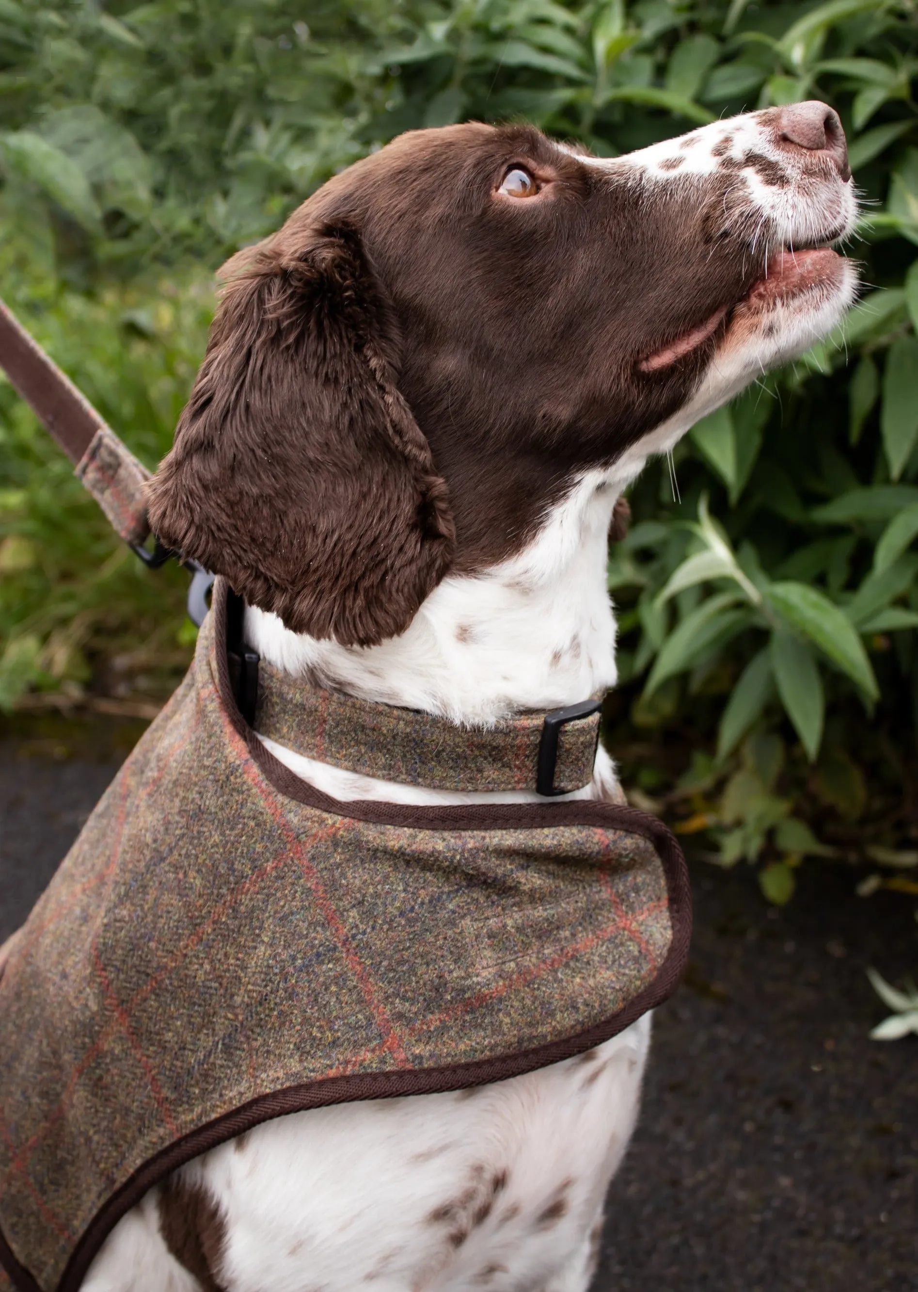 Dog Coat - Brown Check Waxed Tweed