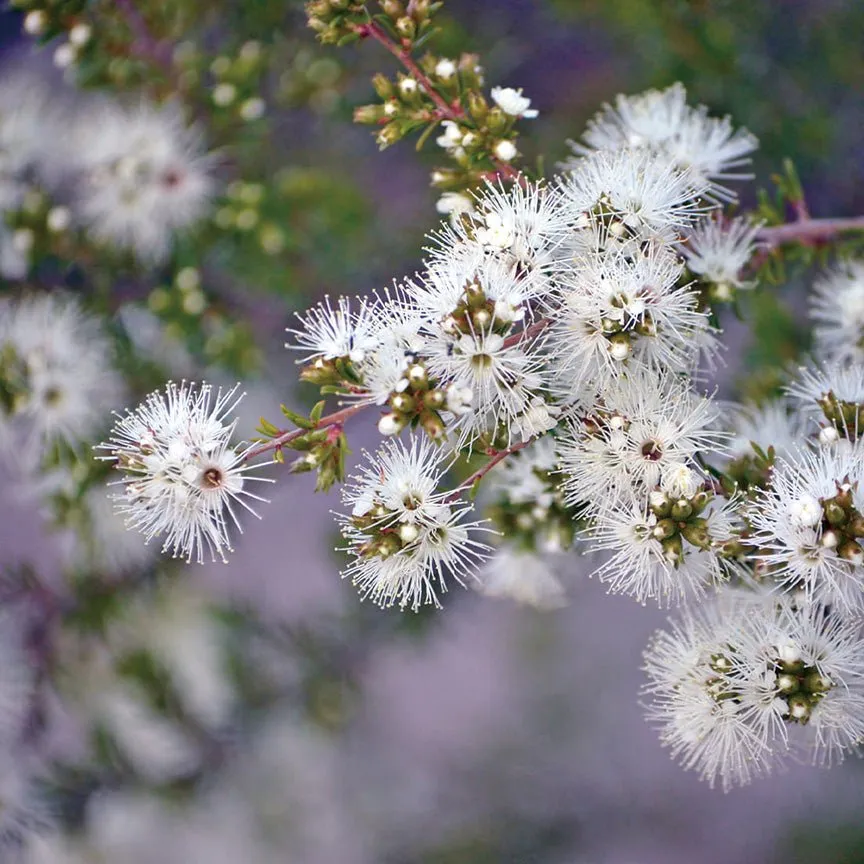 Kunzea Essential Oil